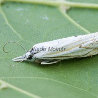 Crambus lathoniellus cf - Trávovec lúčny 190549