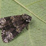 Craniophora ligustri - Mramorovka vtáčizobová 160700