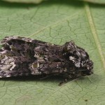 Craniophora ligustri - Mramorovka vtáčizobová 161419