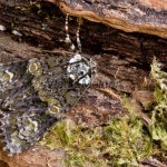 Craniophora ligustri - Mramorovka vtáčizobová 161442