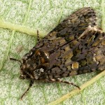 Craniophora ligustri - Mramorovka vtáčizobová 17-20-31