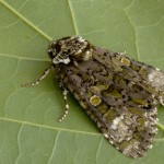 Craniophora ligustri - Mramorovka vtáčizobová 170705