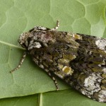 Craniophora ligustri - Mramorovka vtáčizobová 183032