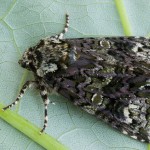 Craniophora ligustri - Mramorovka vtáčizobová 192839