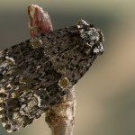 Craniophora ligustri - Mramorovka vtáčizobová 205405