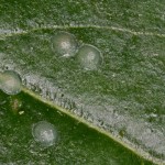 Craniophora ligustri - Mramorovka vtáčizobová 21-47-15