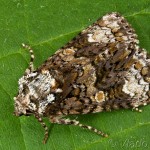 Craniophora ligustri - Mramorovka vtáčizobová 21-54-29