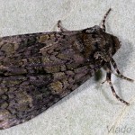 Craniophora ligustri - Mramorovka vtáčizobová 21-55-14