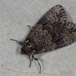 Craniophora ligustri - Mramorovka vtáčizobová 21-56-21