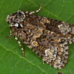 Craniophora ligustri - Mramorovka vtáčizobová 21-57-50