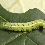 Craniophora ligustri - Mramorovka vtáčizobová 22-47-50.jpg