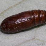 Craniophora ligustri - Mramorovka vtáčizobová 22-48-28.jpg