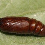 Craniophora ligustri - Mramorovka vtáčizobová 22-49-20.jpg