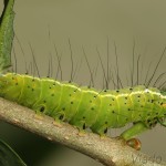 Craniophora ligustri - Mramorovka vtáčizobová 22-50-08.jpg