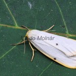 Cybosia mesomella - Lišajníkovec belavý 192039