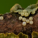 Cybosia mesomella - Lišajníkovec belavý 21-51-35