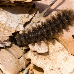 Cybosia mesomella cf - Lišajníkovec belavý IMG_6672