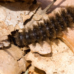 Cybosia mesomella cf - Lišajníkovec belavý IMG_6673