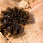 Cybosia mesomella cf - Lišajníkovec belavý IMG_6674