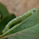 Earophila badiata - Piadivka šípková 15-24-49