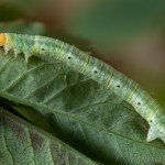 Earophila badiata - Piadivka šípková 15-26-53