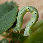 Earophila badiata - Piadivka šípková 15-28-57