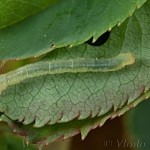 Earophila badiata - Piadivka šípková 15-42-10