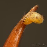 Earophila badiata - Piadivka šípková 17-26-58