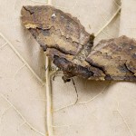 Earophila badiata - Piadivka šípková 171415