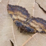 Earophila badiata - Piadivka šípková 172740