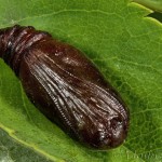 Earophila badiata - Piadivka šípková 19-19-29