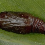 Earophila badiata - Piadivka šípková 19-21-36