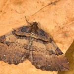 Earophila badiata - Piadivka šípková  20 21-32-15