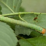 Earophila badiata - Piadivka šípková 20-34-09