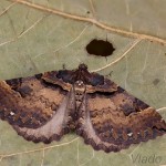 Earophila badiata - Piadivka šípková 20-38-37