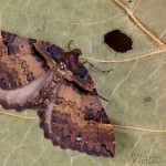 Earophila badiata - Piadivka šípková 20-39-36