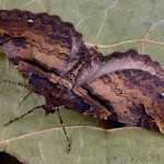 Earophila badiata - Piadivka šípková 20-41-13