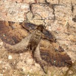 Earophila badiata - Piadivka šípková 21-09-20