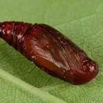 Earophila badiata - Piadivka šípková 23-09-13