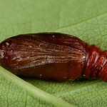 Earophila badiata - Piadivka šípková 23-10-03