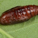 Earophila badiata - Piadivka šípková 23-12-16