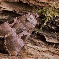 Eucarta amethystina - Sivkavec ametistový 115436