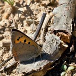Lycaena phlaeas - Ohniváčik čiernokrídly 22-06-10