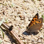 Lycaena phlaeas - Ohniváčik čiernokrídly 22-07-08