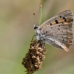 Lycaena phlaeas - Ohniváčik čiernokrídly IMG_1878