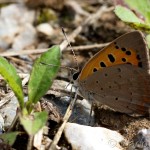 Lycaena phlaeas - Ohniváčik čiernokrídly IMG_1960