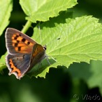 Lycaena phlaeas - Ohniváčik čiernokrídly IMG_1961