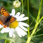 Lycaena phlaeas - Ohniváčik čiernokrídly IMG_4112