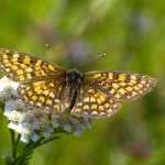 Melitaea athalia - Hnedáčik skorocelový IMG_2280