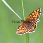 Melitaea athalia - Hnedáčik skorocelový IMG_4603